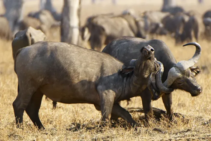 Framed Print : Cape buffalo, South Luangwa NP, Zambia