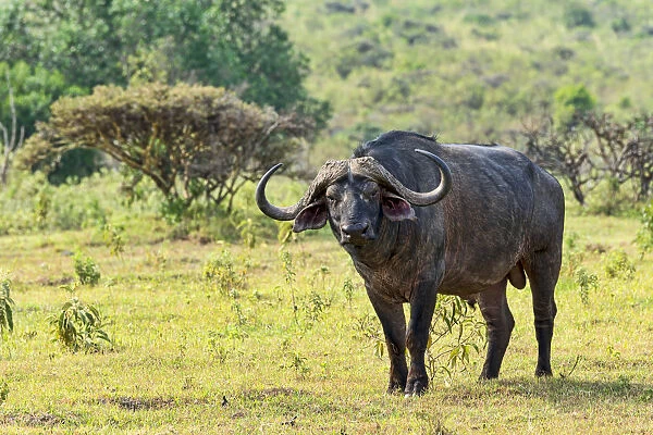Cape buffalo -Syncerus caffer-, Arusha, Tanzania