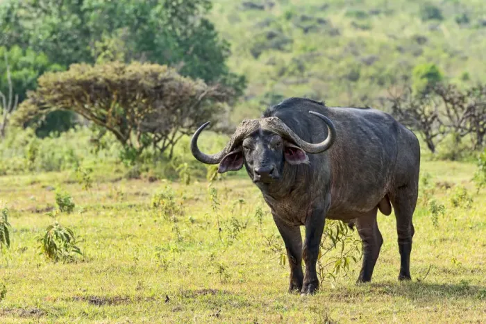Framed Print : Cape buffalo -Syncerus caffer-, Arusha, Tanzania