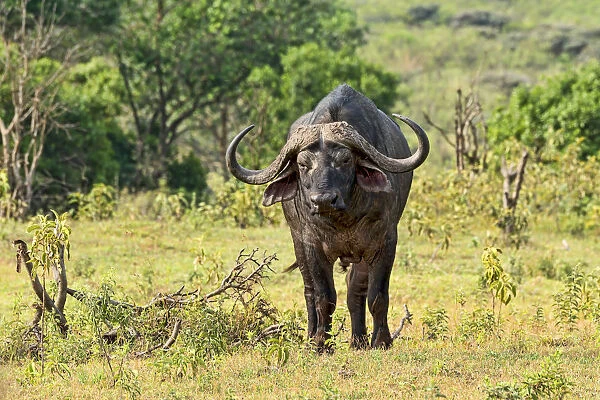 Cape Buffalo -Syncerus caffer-, Arusha, Tanzania