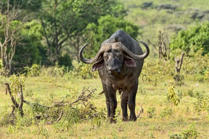 Framed Print : Cape Buffalo -Syncerus caffer-, Arusha, Tanzania Framed Print : Cape Buffalo -Syncerus caffer-, Arusha, Tanzania