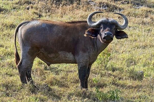 Cape buffalo -Syncerus caffer-, Kenya