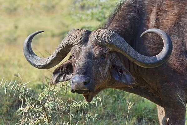 Cape buffalo -Syncerus caffer-, Kenya