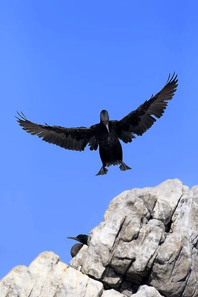 Cape Cormorant or Cape Shag -Phalacrocorax capensis-, adult flying, landing, colony, Bettys Bay, Western Cape, South Africa