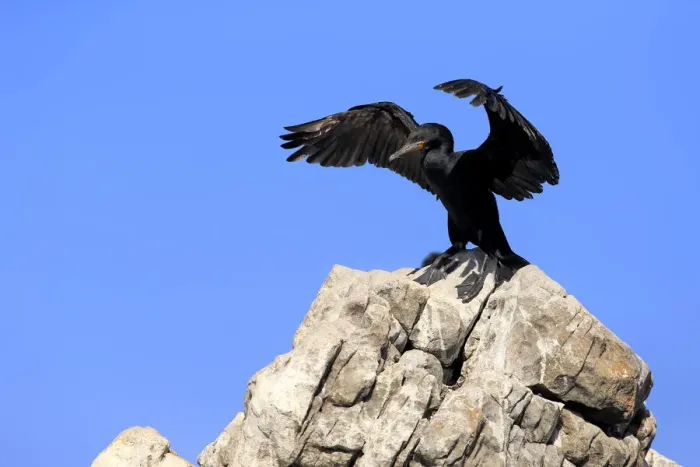 Framed Print : Cape Cormorant or Cape Shag -Phalacrocorax capensis-, adult on rock, stretching its wings, Bettys Bay, Western Cape, South Africa Framed Print : Cape Cormorant or Cape Shag -Phalacrocorax capensis-, adult on rock, stretching its wings, Bettys Bay, Western Cape, South Africa
