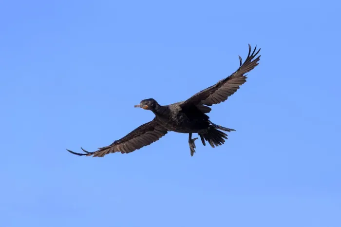 Framed Print : Cape Cormorant or Cape Shag -Phalacrocorax capensis-, adult flying, landing, Bettys Bay, Western Cape, South Africa