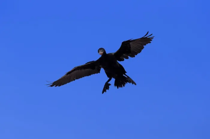 Framed Print : Cape Cormorant or Cape Shag -Phalacrocorax capensis-, adult flying, landing, Bettys Bay, Western Cape, South Africa Framed Print : Cape Cormorant or Cape Shag -Phalacrocorax capensis-, adult flying, landing, Bettys Bay, Western Cape, South Africa