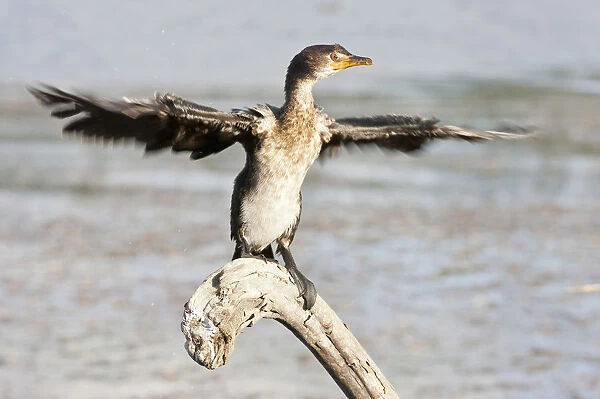 Cape cormorant or Cape shag -Phalacrocorax capensis- at Wilderness National Park, South Africa