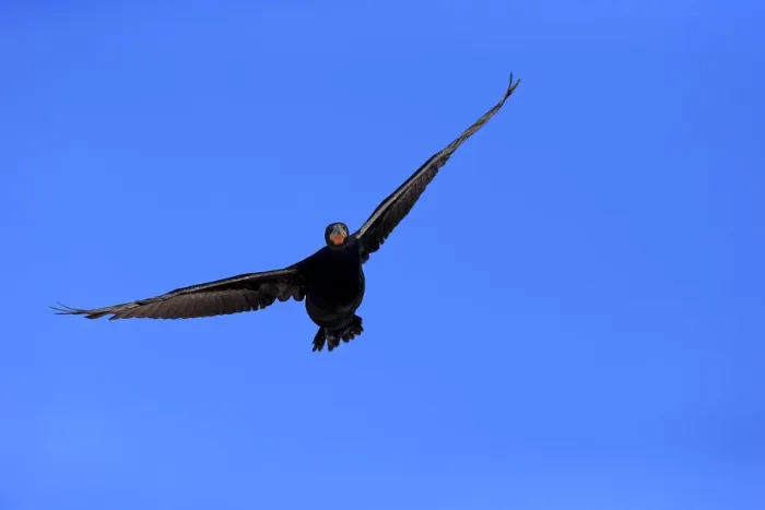 Framed Print : Cape Cormorant -Phalacrocorax capensis-, in flight, Bettys Bay, Western Cape, South Africa