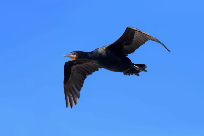 Framed Print : Cape Cormorant -Phalacrocorax capensis-, in flight, Bettys Bay, Western Cape, South Africa