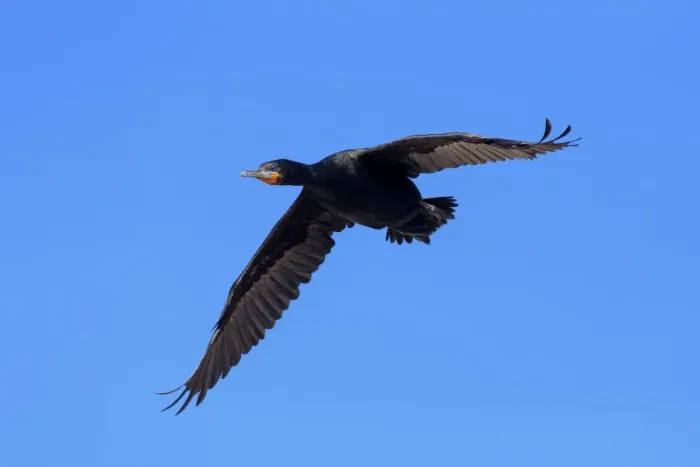 Framed Print : Cape Cormorant -Phalacrocorax capensis-, in flight, Bettys Bay, Western Cape, South Africa Framed Print : Cape Cormorant -Phalacrocorax capensis-, in flight, Bettys Bay, Western Cape, South Africa