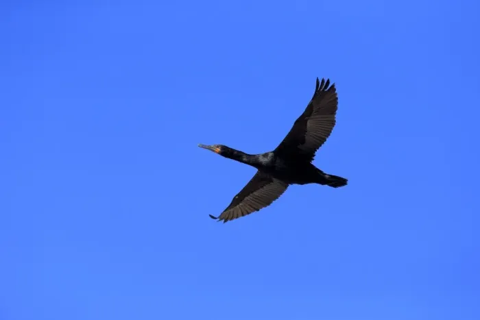 Framed Print : Cape Cormorant -Phalacrocorax capensis-, in flight, Bettys Bay, Western Cape, South Africa Framed Print : Cape Cormorant -Phalacrocorax capensis-, in flight, Bettys Bay, Western Cape, South Africa
