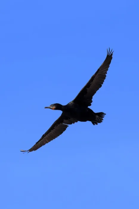 Framed Print : Cape Cormorant -Phalacrocorax capensis-, in flight, Bettys Bay, Western Cape, South Africa Framed Print : Cape Cormorant -Phalacrocorax capensis-, in flight, Bettys Bay, Western Cape, South Africa