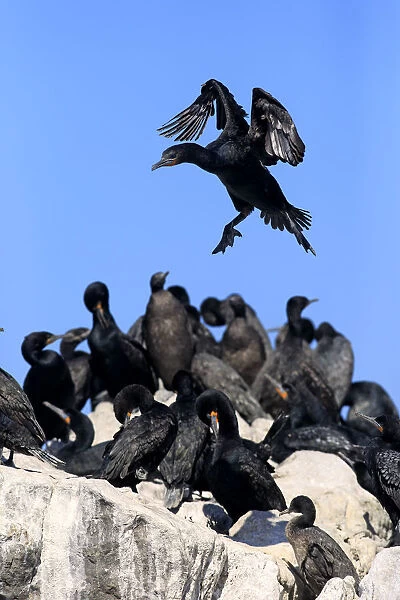 Cape Cormorant -Phalacrocorax capensis-, adult flying, landing, colony, Bettys Bay, Western Cape, South Africa