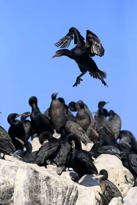 Framed Print : Cape Cormorant -Phalacrocorax capensis-, adult flying, landing, colony, Bettys Bay, Western Cape, South Africa Framed Print : Cape Cormorant -Phalacrocorax capensis-, adult flying, landing, colony, Bettys Bay, Western Cape, South Africa