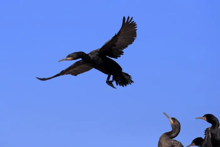 Framed Print : Cape Cormorant -Phalacrocorax capensis-, adult flying, landing, colony, Bettys Bay, Western Cape, South Africa