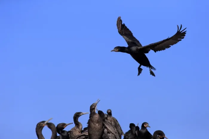 Framed Print : Cape Cormorant -Phalacrocorax capensis-, adult flying, landing, colony, Bettys Bay, Western Cape, South Africa Framed Print : Cape Cormorant -Phalacrocorax capensis-, adult flying, landing, colony, Bettys Bay, Western Cape, South Africa