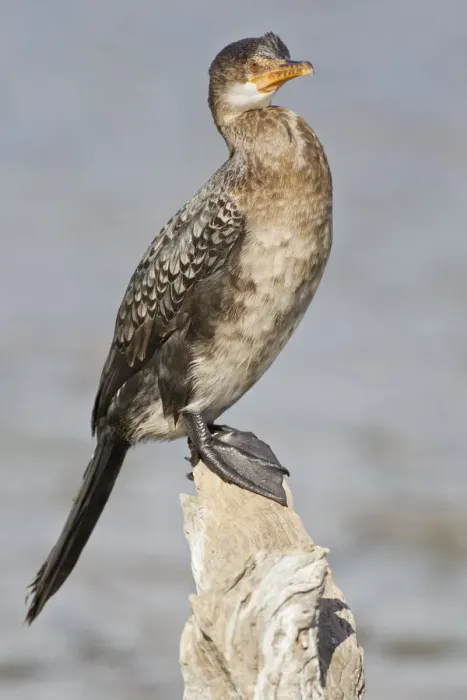 Framed Print : Cape cormorant -Phalacrocorax capensis-, Wilderness National Park, South Africa
