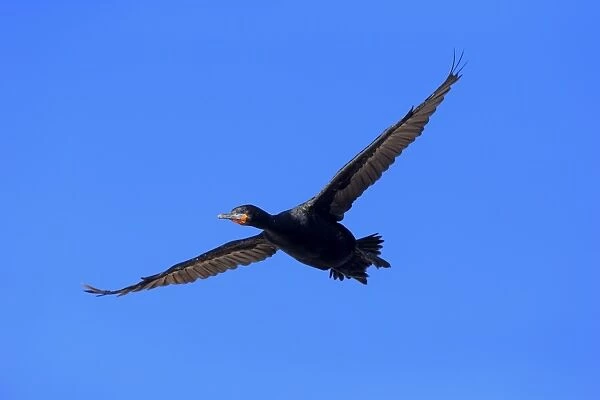 Cape Cormorant -Phalacrocorax capensis-, in flight, Bettys Bay, Western Cape, South Africa