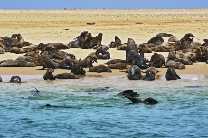 Framed Print : Cape Fur Seals or Brown Fur Seals -Arctocephalus pusillus- on a sand bank near Walvis Bay, Erongo Region, Namibia