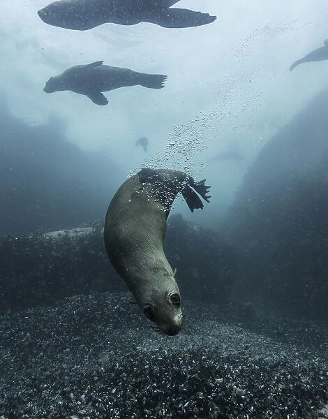 Cape fur seals playing in the shallow water around their colony in False Bay, South Africa