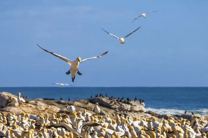 Framed Print : The Cape gannet, murus capensis, colony. Western Cape Province, South Africa