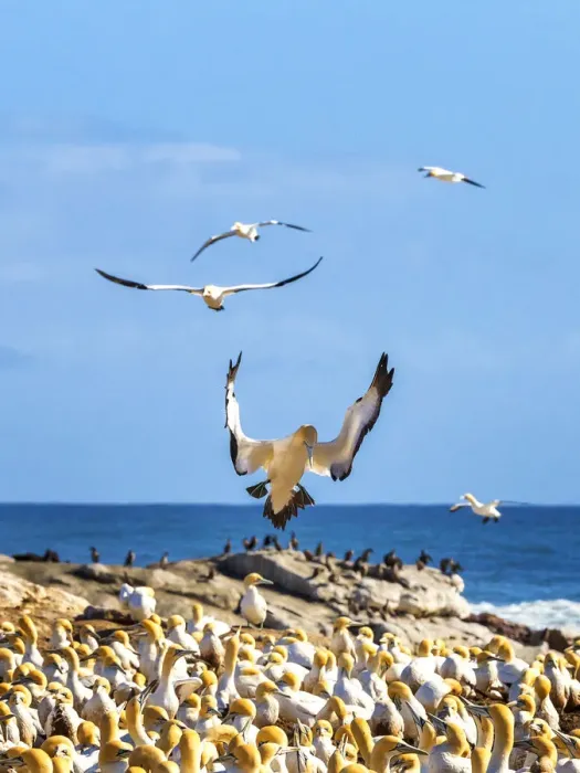Framed Print : The Cape gannet, murus capensis, colony. Western Cape Province, South Africa Framed Print : The Cape gannet, murus capensis, colony. Western Cape Province, South Africa