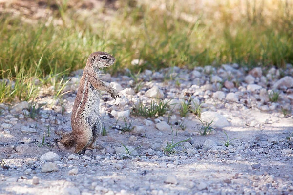 The Cape ground squirrel has black skin with a coat is made of short stiff hairs without underfur. The fur is cinnamon on the back while the face, underbelly, sides of neck and ventral sides of limbs