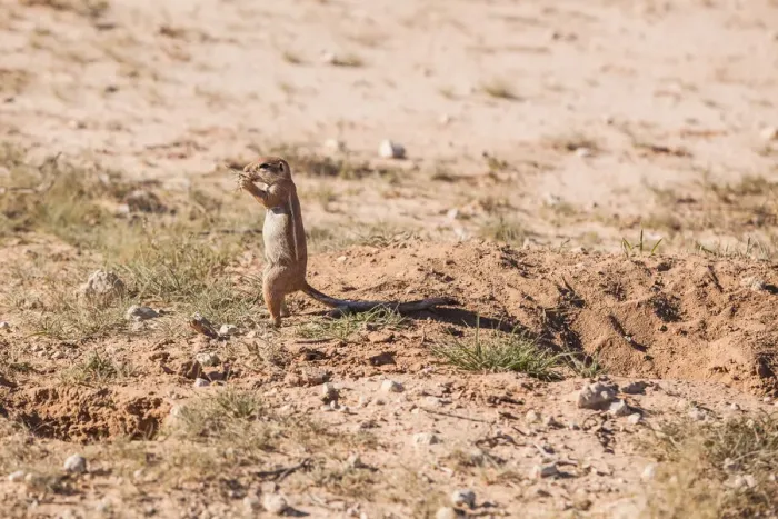 Framed Print : The Cape ground squirrel has black skin with a coat is made of short stiff hairs without underfur. The fur is cinnamon on the back while the face, underbelly, sides of neck and ventral sides of limbs