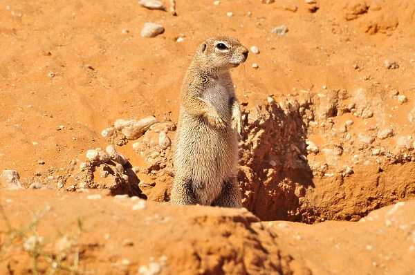 Cape Ground Squirrel (Xerus inauris) in the Kgalagadi Transfrontier Park, Kalahari, South Africa, Africa