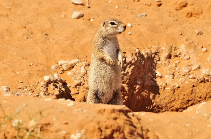 Framed Print : Cape Ground Squirrel (Xerus inauris) in the Kgalagadi Transfrontier Park, Kalahari, South Africa, Africa Framed Print : Cape Ground Squirrel (Xerus inauris) in the Kgalagadi Transfrontier Park, Kalahari, South Africa, Africa
