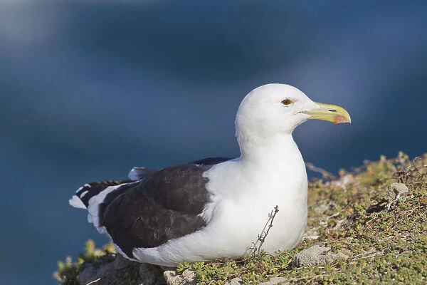 Cape gull -Larus vetula- at Robberg Nature Reserve, South Africa