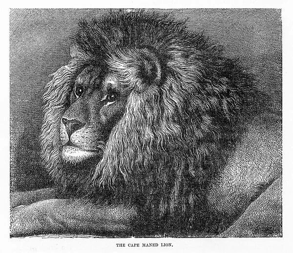 Cape mane lion engraving 1894