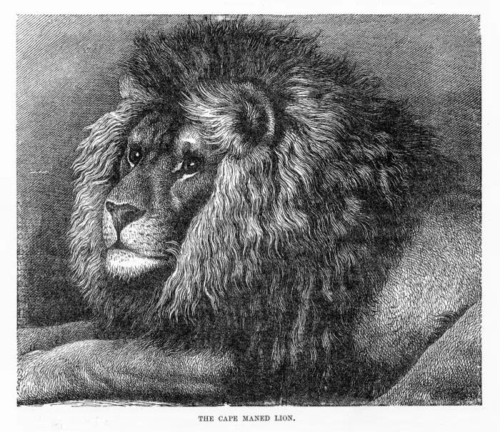Framed Print : Cape mane lion engraving 1894 Framed Print : Cape mane lion engraving 1894