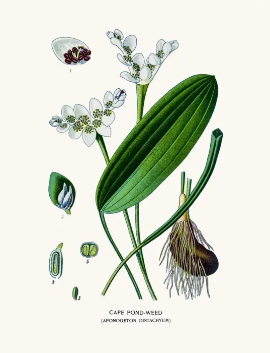 Framed Print : Cape-pondweed house plant Framed Print : Cape-pondweed house plant