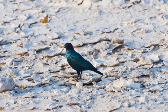 Framed Print : Cape Starling -Lamprotornis nitens-, Etosha National Park, Namibia Framed Print : Cape Starling -Lamprotornis nitens-, Etosha National Park, Namibia