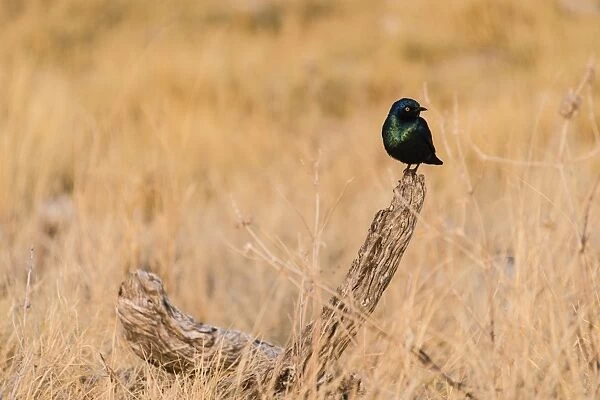 Cape Starling -Lamprotornis nitens-, Etosha National Park, Namibia