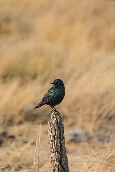 Cape Starling -Lamprotornis nitens- perched on a post, Etosha National Park, Namibia
