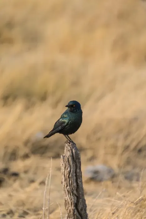 Framed Print : Cape Starling -Lamprotornis nitens- perched on a post, Etosha National Park, Namibia Framed Print : Cape Starling -Lamprotornis nitens- perched on a post, Etosha National Park, Namibia
