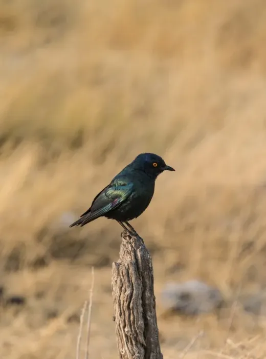 Framed Print : Cape Starling -Lamprotornis nitens- perched on a post, Etosha National Park, Namibia Framed Print : Cape Starling -Lamprotornis nitens- perched on a post, Etosha National Park, Namibia