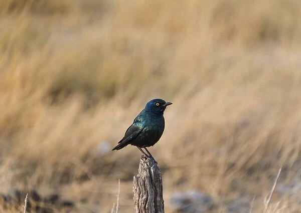 Cape Starling -Lamprotornis nitens- perched on a post, Etosha National Park, Namibia
