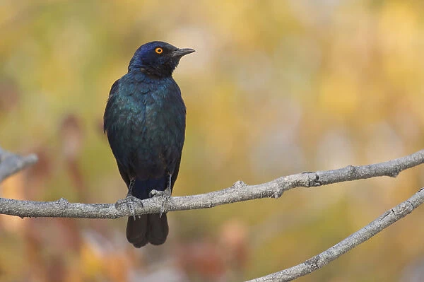 Cape Starling -Lamprotornis nitens- sitting on a twig, Etosha National Park, Namibia