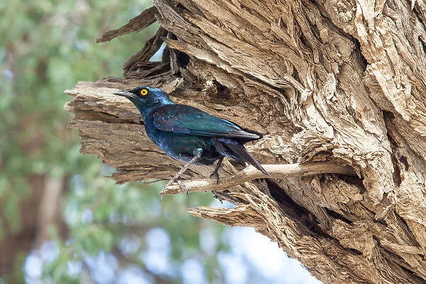 The Cape starling, red-shouldered glossy-starling or Cape glossy starling is a species of starling in the family Sturnidae. It is found in southern Africa, where it lives in woodlands, bushveld and in