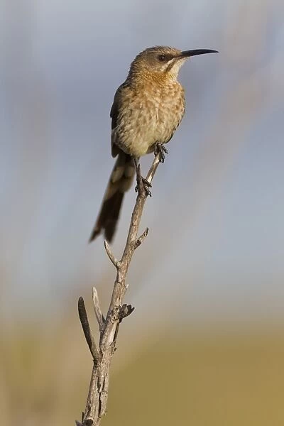 Cape sugarbird -Promerops cafer-, Table Mountain National Park, South Africa