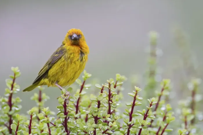 Framed Print : Cape weaver -Ploceus capensis- at Addo Elephant Park, South Africa