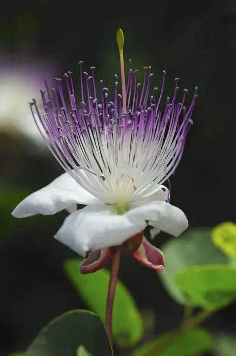 Framed Print : Caper bush -Capparis spinosa-, flower, Europe