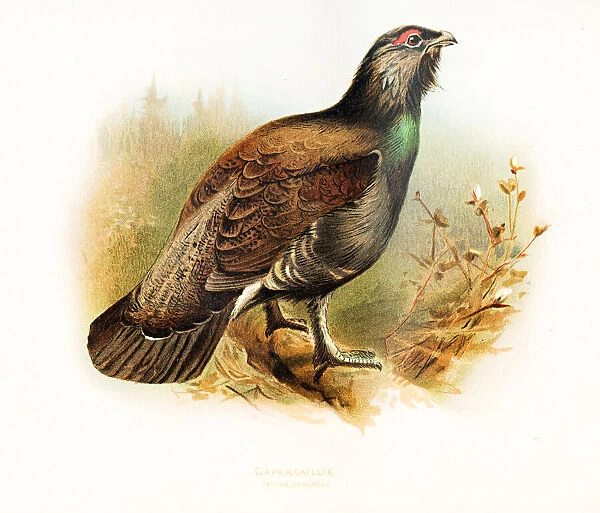 Capercaille bird color plate 1900