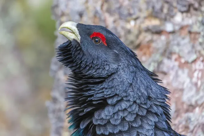Framed Print : Capercaillie -Tetrao urogallus-, portrait, Brixental, Tyrol, Austria Framed Print : Capercaillie -Tetrao urogallus-, portrait, Brixental, Tyrol, Austria