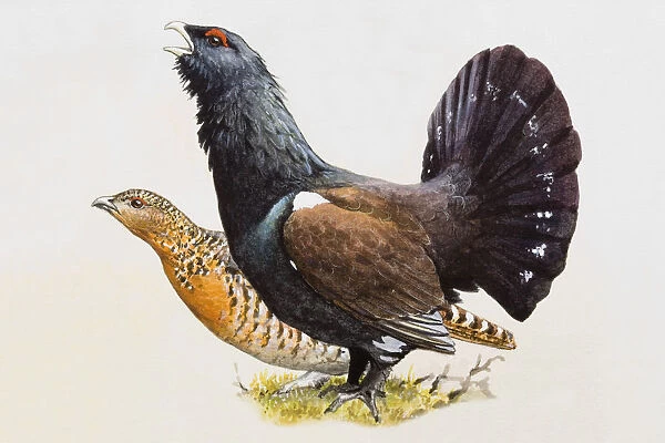 Capercaillie (Tetrao urogallus), male with fanned-out tail feathers and female, side view