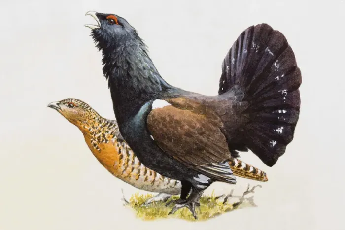 Framed Print : Capercaillie (Tetrao urogallus), male with fanned-out tail feathers and female, side view Framed Print : Capercaillie (Tetrao urogallus), male with fanned-out tail feathers and female, side view
